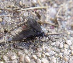 Rhadinoceraea micans