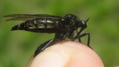 Empis ciliata