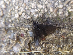 Rhadinoceraea micans