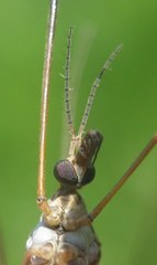 Tipula oleracea