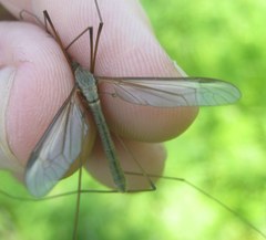 Tipula oleracea
