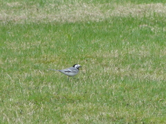 Motacilla alba