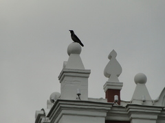 Corvus cornix