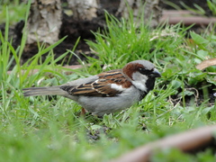 Passer domesticus