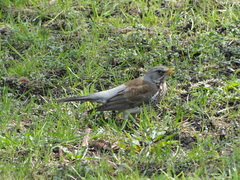 Turdus pilaris