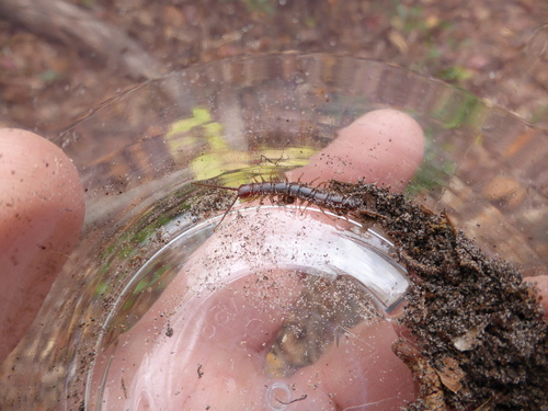Lithobius forficatus