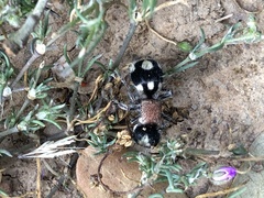 Ronisia barbarula