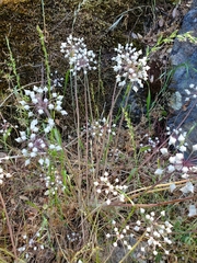 Allium amplectens