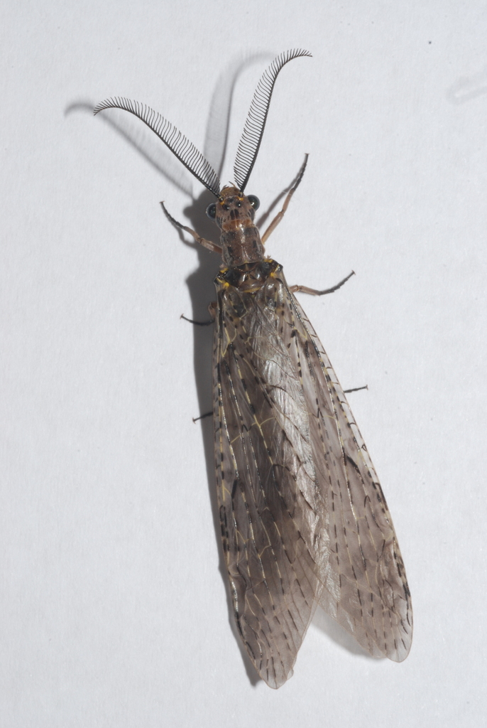 Spring and Summer Fishflies
