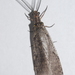 Chauliodes - Photo (c) batwrangler, some rights reserved (CC BY-NC-ND)