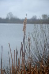 Typha latifolia