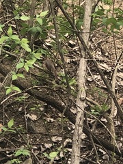 Cardinalis cardinalis