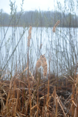 Typha latifolia