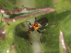 Cyrtomoptera divisa