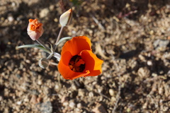 Calochortus kennedyi