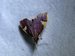 Deuterophysa fernaldi