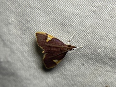 Deuterophysa fernaldi