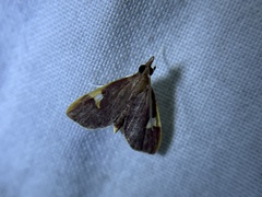 Deuterophysa fernaldi