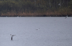 Chroicocephalus ridibundus