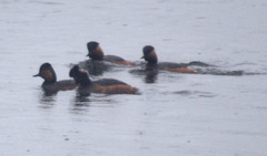 Podiceps nigricollis