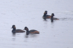 Podiceps nigricollis