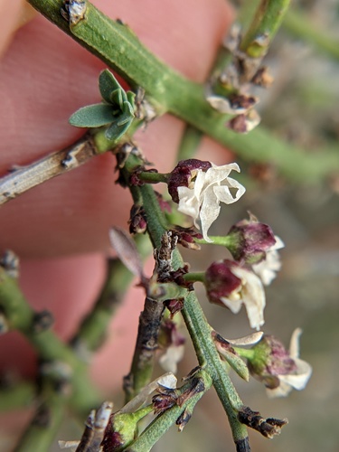 Glossopetalon spinescens var. spinescens