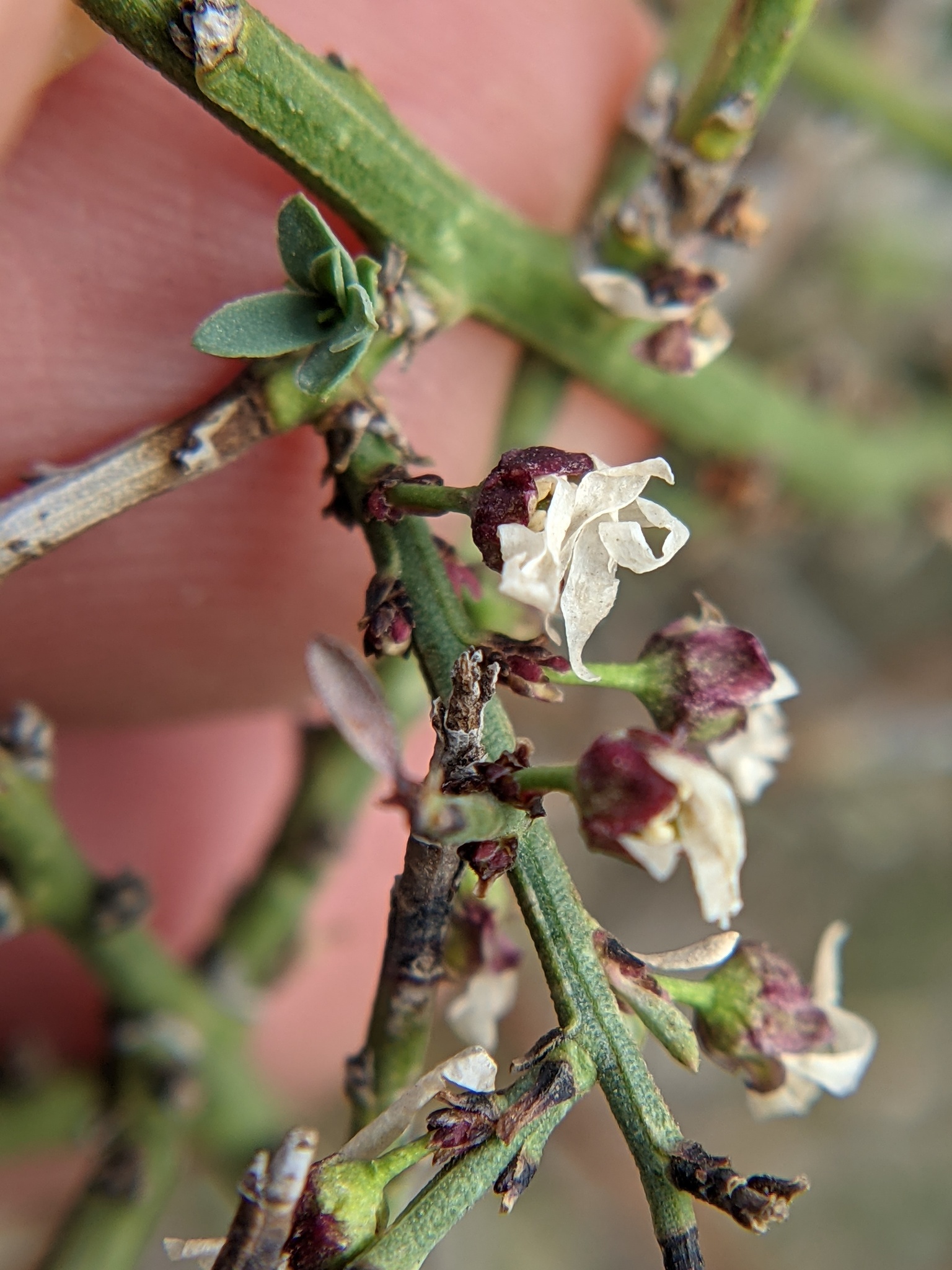 Glossopetalon spinescens var. spinescens
