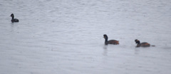 Podiceps nigricollis