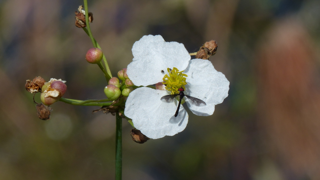 Naples Insects Dusky-winged Hover Fly from 375 Sanctuary Rd W, Naples, FL 34120, USA ...