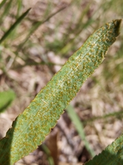 Puccinia sii-falcariae