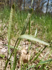 Puccinia sii-falcariae