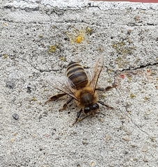 Apis mellifera