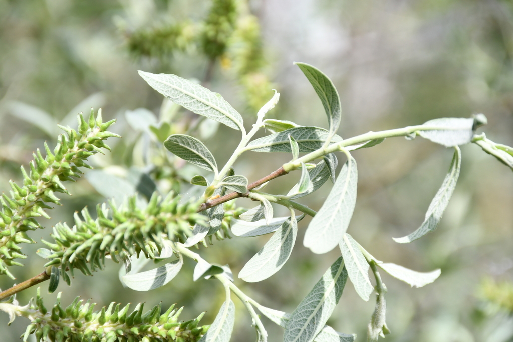 Sage-leaved Willow