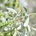 Salix salviifolia - Photo (c) Angel M, some rights reserved (CC BY-NC), uploaded by Angel M