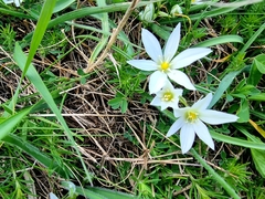 Ornithogalum fimbriatum