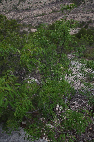 Image of Fraxinus cuspidata by (c) Eric Knight, some rights reserved (CC BY)