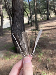 Alauda arvensis cantarella