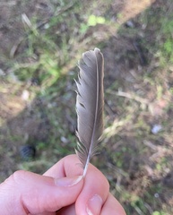 Alauda arvensis cantarella