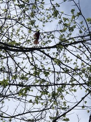 Cardinalis cardinalis