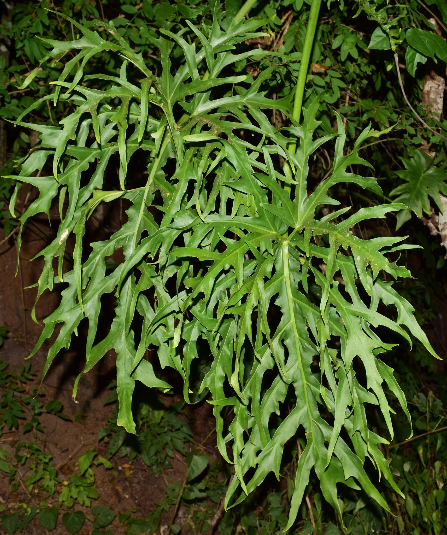 Philodendron warszewiczii  iNaturalist