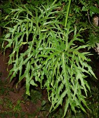 Philodendron warszewiczii