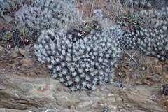 Dudleya virens hassei