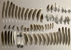 Alauda arvensis cantarella