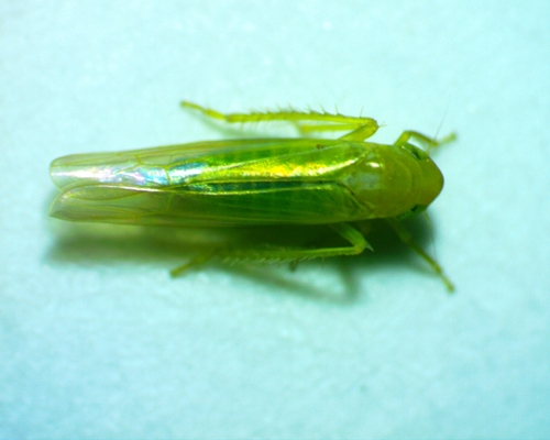 Forcipata loca photo 2