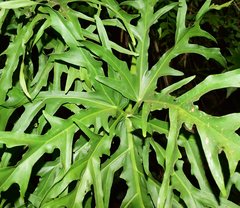 Philodendron warszewiczii