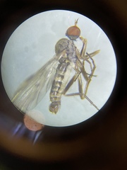 Rhamphomyia nasoni