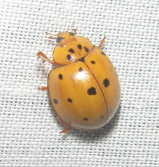 Harmonia vigintiduomaculata