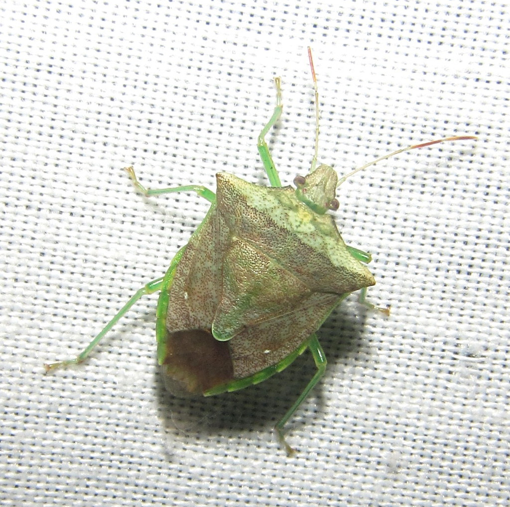Lerida punctata