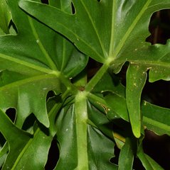 Philodendron warszewiczii