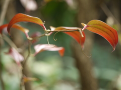 Smilax ovalifolia
